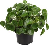 Hellogreen Kamerplant - Pannenkoekenplant XL - ↕ 50 cm
