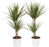 Hellogreen Kamerplanten - Set van 2 - Dracaena Drakenbloedboom Marginata - ↕ 75 cm