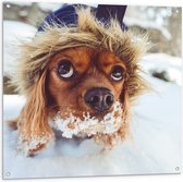 Tuinposter – Hondje met Sneeuwsnor - 100x100cm Foto op Tuinposter  (wanddecoratie voor buiten en binnen)