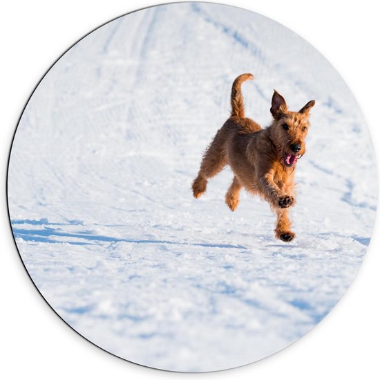 Dibond Wandcirkel - Blije Hond in de Sneeuw - 70x70cm Foto op Aluminium Wandcirkel (met ophangsysteem)