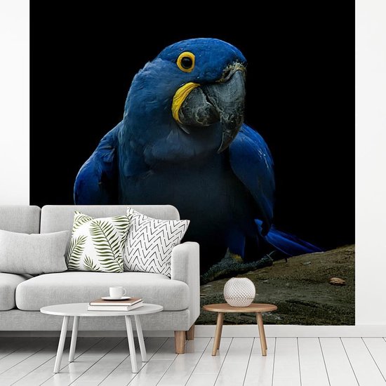 A ara hyacinthe sur une souche contre une fotobehang d'arrière - plan noir