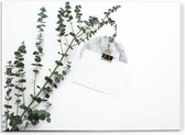 Acrylglas - Witte Enveloppe met Groene Plant - 40x30cm Foto op Acrylglas (Met Ophangsysteem)