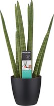 Sansevieria Cylindrica met Elho brussels living black