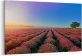 Schilderij - Sunrise over Lavender Field in the Morning — 100x70 cm