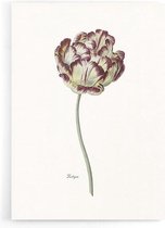 Walljar - Tulipa - Muurdecoratie - Poster met lijst