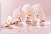 Schilderij - Roze orchidee op roze zen stenen, inspiratie