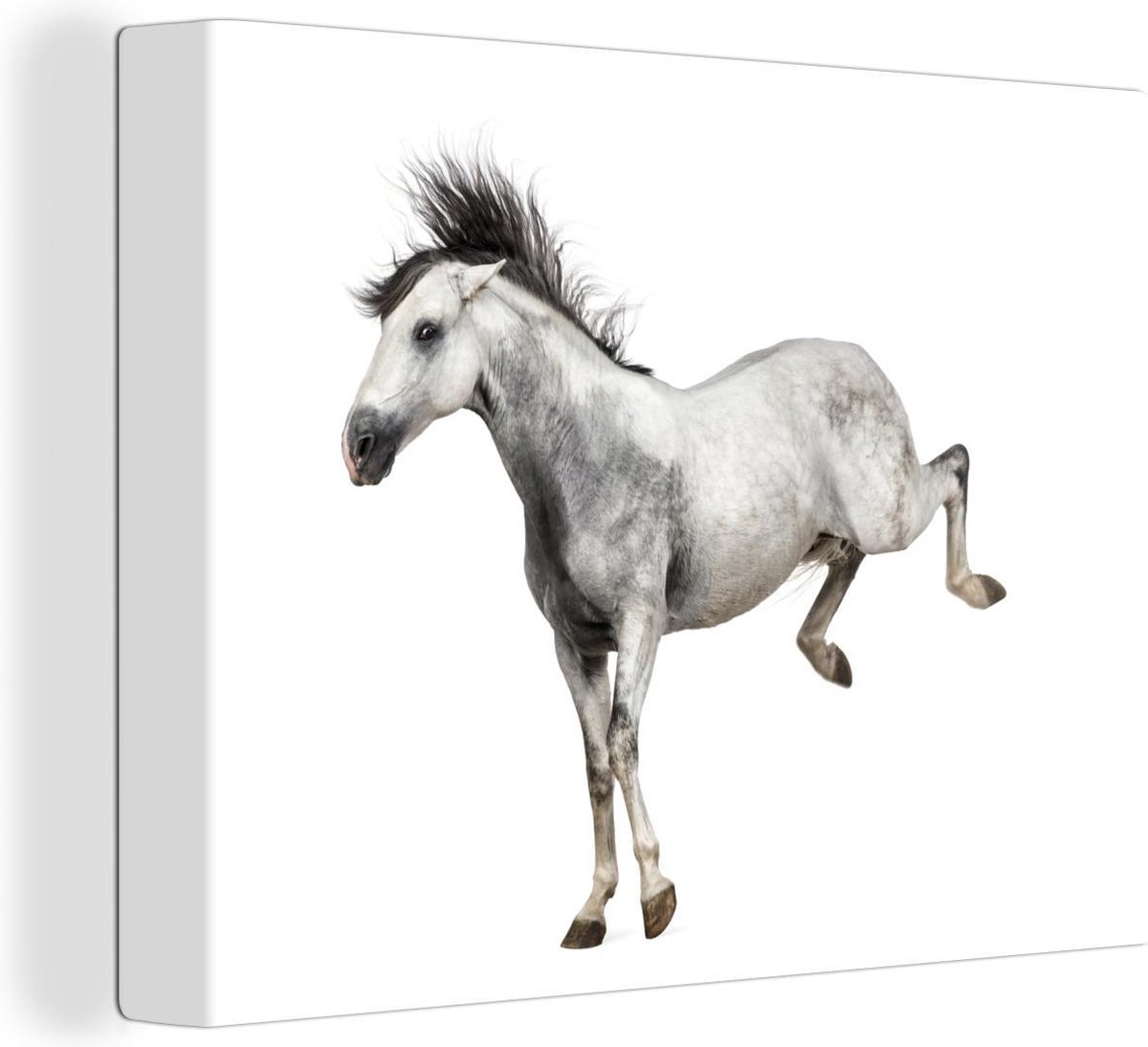 Bokkend wit paard op witte achtergrond 2cm cm klein Foto print op Canvas schilderij (Wanddecoratie woonkamer / slaapkamer) / Wilde dieren Canvas Schilderijen Winkelen.nl