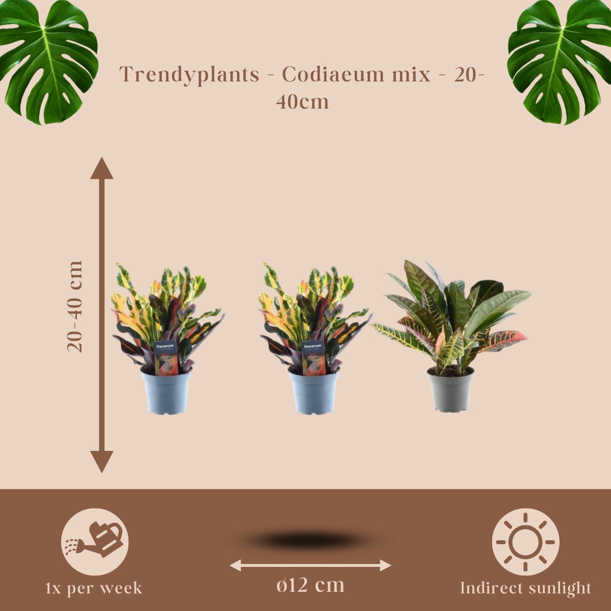 Croton Wonderstruik Codiaeum Variegatum Mrs Iceton S 90 Cm Kamerplant Croton Wonderstruik Codiaeum Variegatum Mrs Iceton S 90 Cm Kamerplant