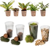 vdvelde.com - Terrarium plant DIY Ecosysteem Plant Set - 5 Kamerplanten - Maak je eigen Ecosysteem in Glas of Pot - Complete Set inclusief Substraat, Grond en Mos