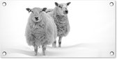 Tuinposter Schapen - Sneeuw - Wit - 60x30 cm - Tuindoek - Buitenposter