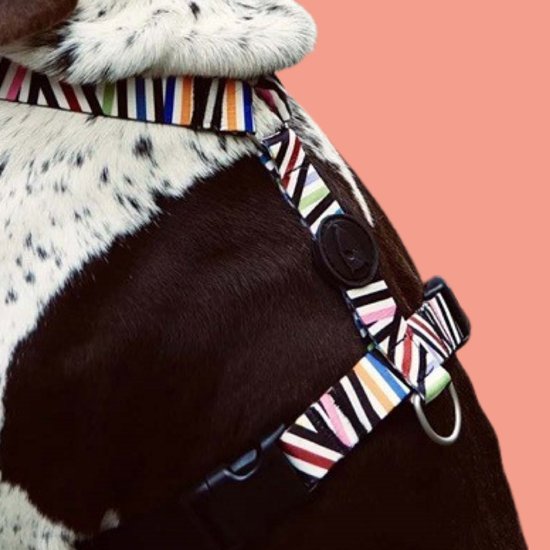 Harnais pour chien Morso Harnais en H Incident de spaghetti recyclé