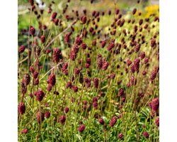 6 x Sanguisorba officinalis 'Tanna' - Rode Pimpernel - Vaste Plant in 9x9cm pot met hoogte 0-10cm