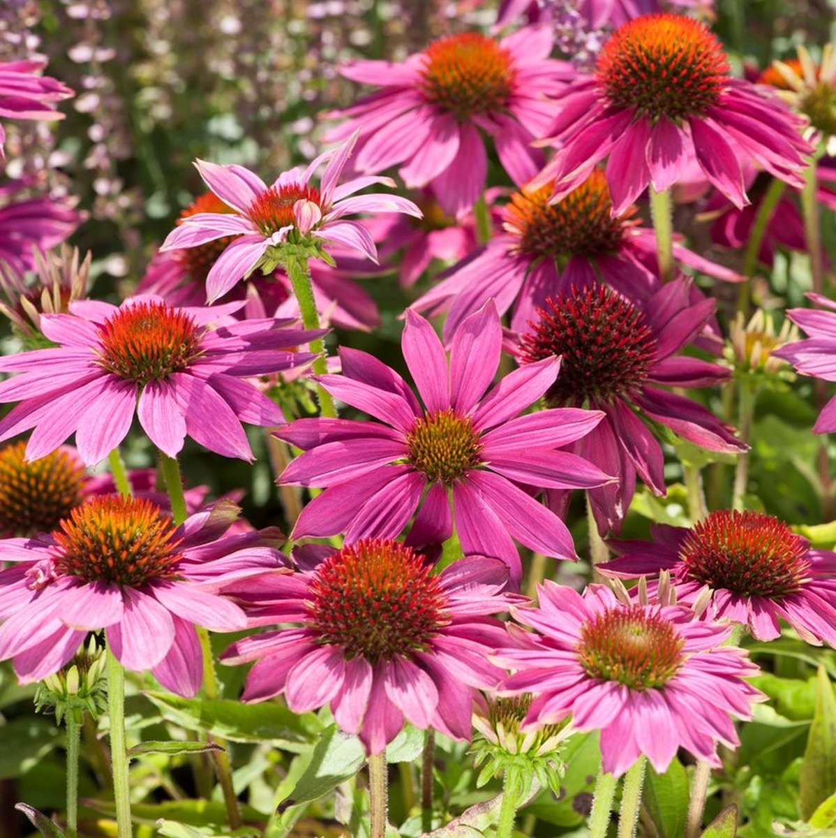 25 x Rode Zonnehoed Plant Powwow Wild Berry - Bloeiende Tuinplant - Echinacea purpurea 'Powwow Wild Berry' in 9x9 pot met hoogte 0-10cm