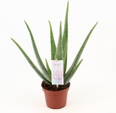 Plantenboetiek.nl | Aloe Vera - Kamerplant - Hoogte 45cm - Potmaat 14cm