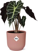 Plantenboetiek.nl | Alocasia 'Polly' en ELHO Vibes Fold rose - Plante d'intérieur - Hauteur 45cm - Taille du pot 14cm