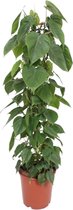 Plantenboetiek.nl | Philodendron Scandens - Kamerplant - Hoogte 120cm - Potmaat 24cm