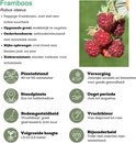 Een rijpe framboos aan een tak met groene bladeren. Saprijke frambozen, zoet met lichte zuurheid.