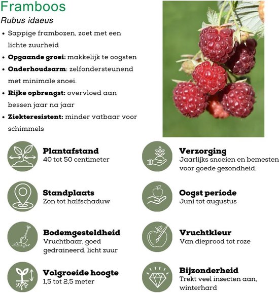 Een rijpe framboos aan een tak met groene bladeren. Saprijke frambozen, zoet met lichte zuurheid.