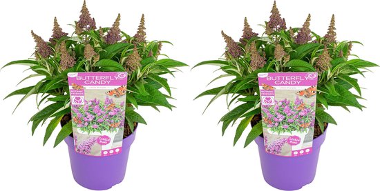 Bloomique – Lot de 2 – Buddleja Butterfly Little Purple – Arbre à papillons – Plantes de jardin – Rustique – 30-40 cm de haut – Pot 19 cm