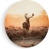 Artaza Cercle mural Forex Cerf dans la prairie pendant le lever du soleil - 40x40 cm - Klein - Cercle mural - Peinture ronde - Cercle de Décoration murale