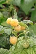 Klimplant Rubus idaeus 'Golden Everest' (Gele framboos)