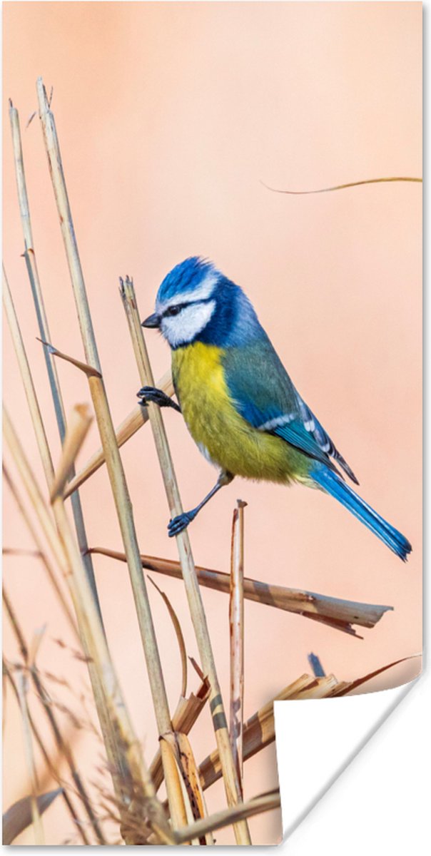 Poster Vogel - Pimpelmees - Riet - 40x80 cm