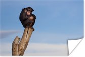 Affiche - Singe chimpanzé sur tronc d'arbre - 30x20 cm