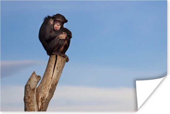 Chimpansee aap op Poster - op Poster / / dieren Poster