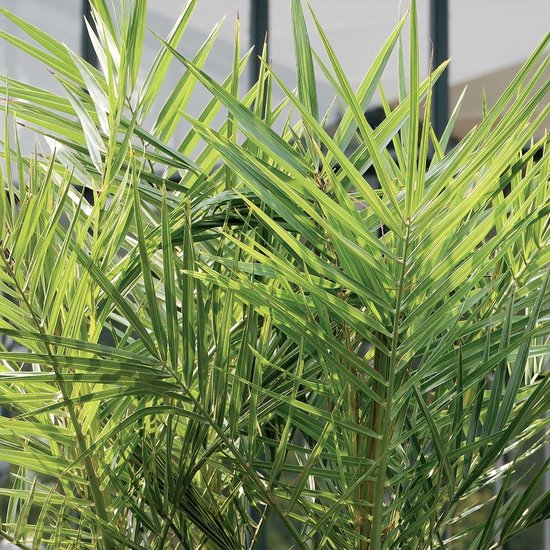 Dichtbij van de heldergroene, langwerpige bladeren van een palmplant, met lichte strepen.