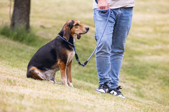 Zittende hond met bruine en zwarte vacht en bruine oren, kijkt naar rechts, naast een persoon met een blauwe riem.