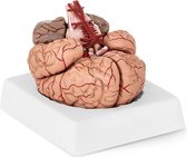 Physa Anatomisch model hersenen PHY-BM-1