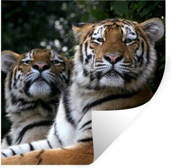 Stickers muraux - Tigres - Forêt - Têtes - 120x120 cm - Film Adhésif XXL