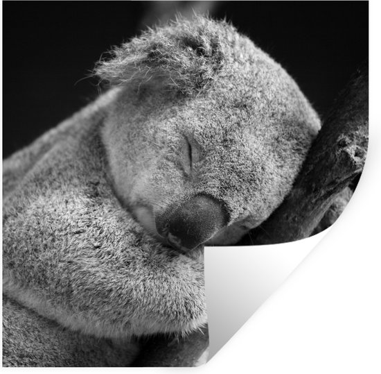 Stickers muraux - Sticker Foil - Koala Endormi sur Fond Noir en Noir et Blanc - 100x100 cm - Film Adhésif - Stickers muraux Chambre d'Enfant - Papier Peint Auto-Adhésif XXL