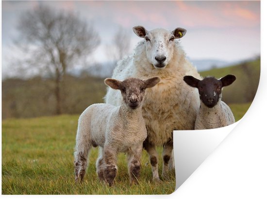 Stickers muraux - Film autocollant - Mouton - Nature - Zwart - Wit - 120x90 cm - Film adhésif - Stickers muraux Chambre d'enfant - Papier peint autocollant - Papier peint autocollant - Film autocollant