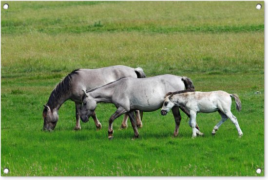 Paarden - Dieren - Gras - Tuinposter