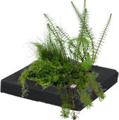 vdvelde.com - Zuurstofplant Set eiland - 4 waterplanten - Drijvende zuurstofplanten - Volgroeide hoogte: 10 cm - Plaatsing: los in het water