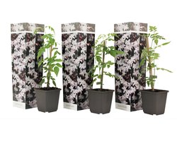 Plant in a Box - Jasminum 'Officinale' - Set van 3 - Witte Jasmijn klimplant - Pot 9cm - Hoogte 25-40cm