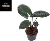 Plantenboetiek.nl | Alocasia Chocolate Green - Ø12cm - 27cm hoog - Kamerplant - Groenblijvend