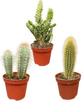 Unieke Cactus Set: Een Mix van Drie Unieke Soorten Cactussen in - 15-20cm - Ø9.5 cm