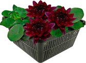 vdvelde.com - Nénuphar rouge foncé - Nymphaea Black Princess - Grand nénuphar - Hauteur adulte : 10 cm - Placement : -10 à -100 cm