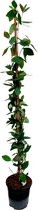 Plant in a Box - Lonicera x Heckrotti American Beauty - Kamperfoelie - Klimplant - Winterhard - Pot 17cm - Hoogte 110-120cm