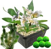 vdvelde.com - Kaapse Waterlelie + Zuurstofplanten tegen Algen - Waterlelie + Zuurstofplanten - Volgroeide planthoogte: 5 cm - Plaatsing: -10 tot -20 cm