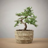 The Bonsaïst - Bonsai of Yojimbo - 6-7 Jaar - Inclusief Betonnen Pot - Gratis Verzorgingsgids - Gratis Certificaat van Echtheid