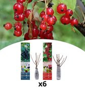 NatureNest - Aalbes mix - Rode bes x3 & Zwarte bes x3 - 6 stuks - 30-38 cm