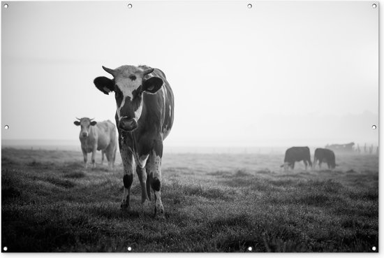 Muurdecoratie Koeien in de ochtendmist zwart-wit foto - 180x120 cm - Tuinposter - Tuindoek - Buitenposter