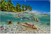 Tuinposter - Tuindoek - Tuinposters buiten - Strand - Vissen - Tropisch - 120x80 cm - Tuin