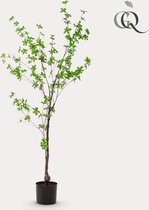 Kunstplant - Tropaeolum Speciosum - Oost Indische Kers - 150 cm