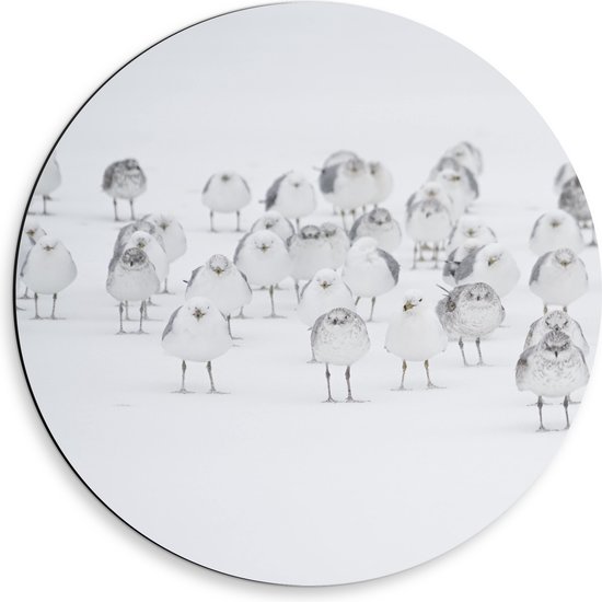 WallClassics - Dibond Muurcirkel - Witte Vogels in de Witte Sneeuw - 50x50 cm Foto op Aluminium Muurcirkel (met ophangsysteem)