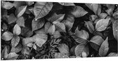Tuinposter – Zwart-Wit Foto van Bladeren - 200x100 cm Foto op Tuinposter (wanddecoratie voor buiten en binnen)
