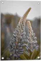 WallClassics - Poster de Jardin - Plante Vivace de Lupine dans le Champ - 40x60 cm Photo sur Poster de Jardin (décoration murale pour l'extérieur et l'intérieur)